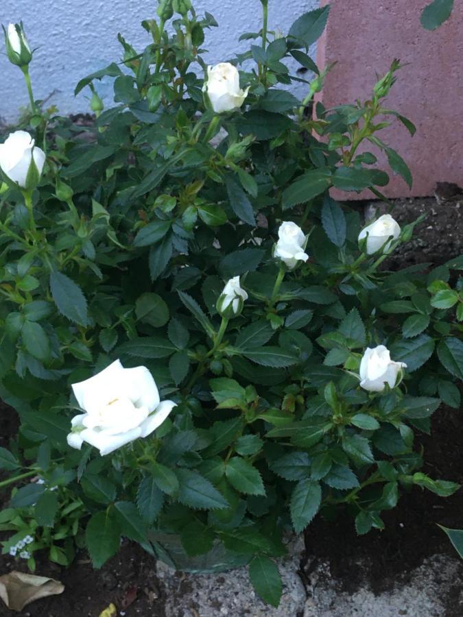Apartment Adorable Garden ~ A Lovely Escape With Private Enclosed Gardens *